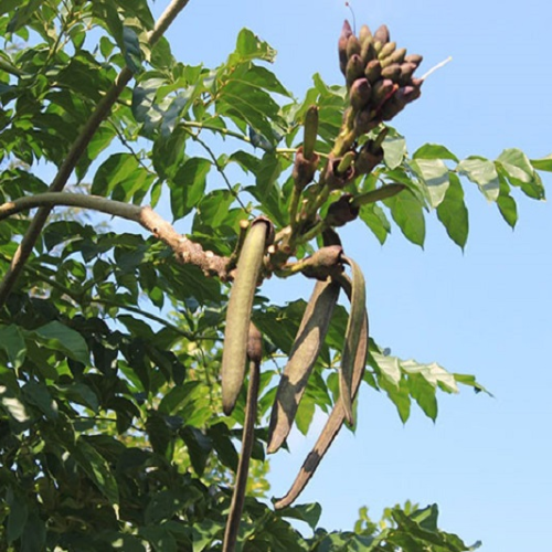 CHIẾT XUẤT NÚC NÁC (Phục hồi)